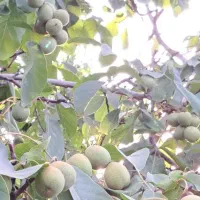 نهالستان ارقام متنوع نهال های پیوندی واصلاح شده|خدمات باغبانی و درختکاری|املش, |دیوار