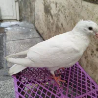 کبوتر کفتر سفید جوجه کاکلی نر