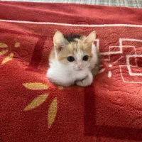 واگذاری گربه رایگان