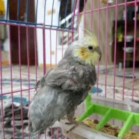 عروس هلندی جفت