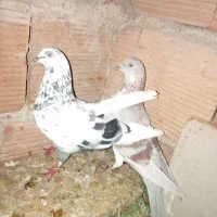 کبوتر تهرانی پرشی