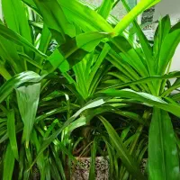 گل با گلدان|گل و گیاه طبیعی|یزد, |دیوار