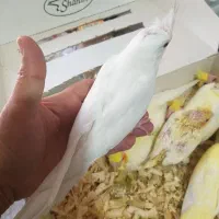 طوطی عروس پاریس|پرنده|شیراز, فضل‌آباد|دیوار