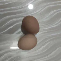 تخم‌مرغ مرغ شاخدار