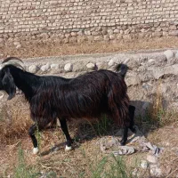 سه راس گوسفند برای فروش