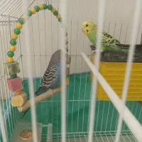 مرغ عشق زیبا جفت