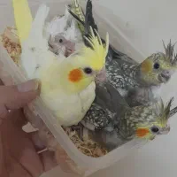 جوجه عروس هلندی