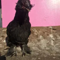 مرغ و خروس ، نیمچه و جوجه|حیوانات مزرعه|تهران, مولوی|دیوار