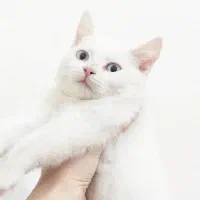 گربه|گربه|صباشهر, |دیوار