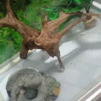 آکواریم سالم با وسیله|ماهی|بابل, |دیوار