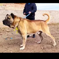 سرابی|سگ|تهران, منیریه|دیوار