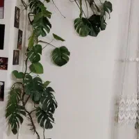 گل طبیعی برگ انجیری