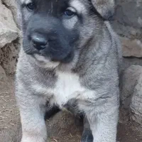 سراب و افغان بهترین کیفیت