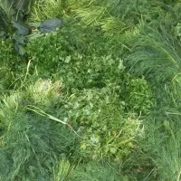 سبزی خروشتی اماده وابپز شده|خوردنی و آشامیدنی|حمیدیه, |دیوار