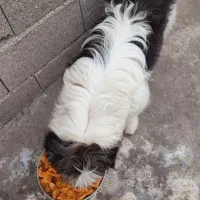 شیتزو نر شناسنامه دار|سگ|آستانه اشرفیه, |دیوار