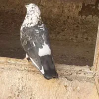 کفتر قاره