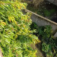 درخت امستل بیست ساله