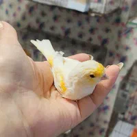 فروش قناری نر باکیفیت|پرنده|بهشهر, |دیوار