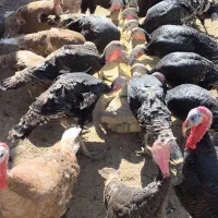 بوقلمون نر و ماده برنز|حیوانات مزرعه|شازند, |دیوار