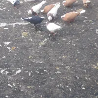 طوقی کاکولدار و عرب