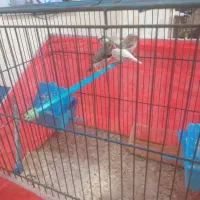 ۴ عدد فنج|پرنده|قرچک, پویینک|دیوار