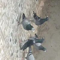 کفتر نر نابلد خاش