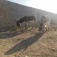 توافقی|حیوانات مزرعه|اصفهان, براآن شمالی|دیوار