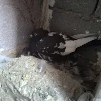 کفتر|پرنده|مشهد, دوست آباد|دیوار