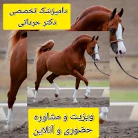 خدمات مشاوره ای ودرمانی دامپزشکی دکتر حردانی|خدمات آرایشگری و زیبایی|اهواز, کیانپارس |دیوار