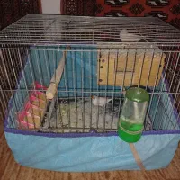 ی جفت فنج نرماده باقفس با کل وسایلش|پرنده|محمدیه-قزوین, |دیوار