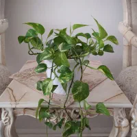 چند مدل گل آپارتمانی|گل و گیاه طبیعی|کرمانشاه, |دیوار