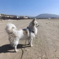 پامر.|سگ|یاسوج, |دیوار