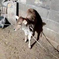 گاو با گوساله ماده|حیوانات مزرعه|جوانرود, |دیوار