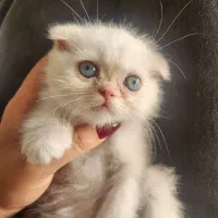 واگذاری بچه گربه