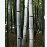 فروش نی سفت وبسیارمحکم|مصالح و تجهیزات ساختمان|خوشاب, |دیوار