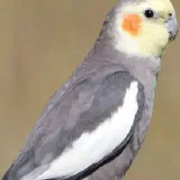 گمشده عروس هلندی