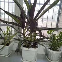 گل های آپارتمانی