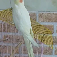 عروس هلندی گم شده