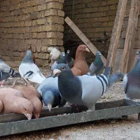 کبوتر پلاکی|پرنده|کازرون, |دیوار