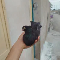 کفتر طوقی  زاغ