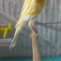 قناری ماده آماده کشیده|پرنده|رشت, جانبازان|دیوار