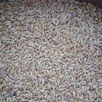 بزگندم دیم درجه یک|عمده‌فروشی|فیروزآباد (لرستان), |دیوار