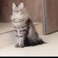 گربه پرشین دی اس اج ماده عقیم شده