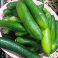 سر کار گر کشاورزی