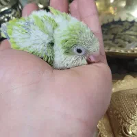 راهب پسته ای سرلاکی