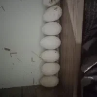 تخم قوغاز