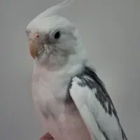 عروس هلندی دوکت نر
