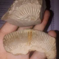 کتاب فرمول بیست