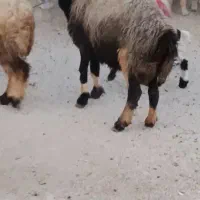 میش زاییده|حیوانات مزرعه|بهبهان, |دیوار