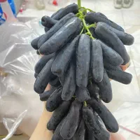 نهال انگور موندراپ بیدانه